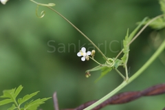 Cardiospermum halicacabum